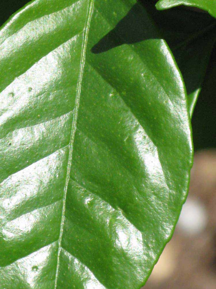              Margin (Winter Haven, FL)       